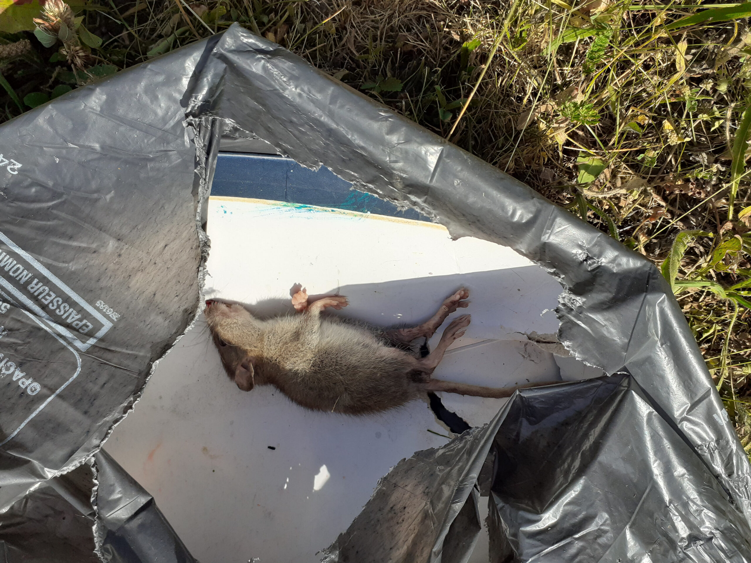 Cadavre de rat mort