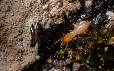 Termites : Comment les reconnaître, les combattre et les prévenir