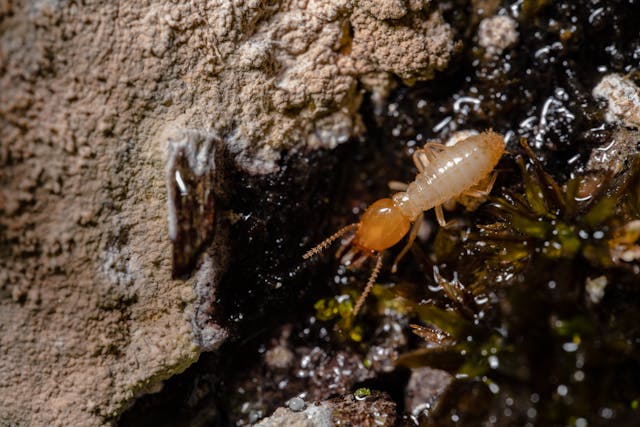 Tout savoir sur les termites